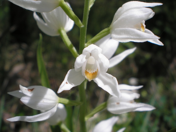 orchidee del perugino